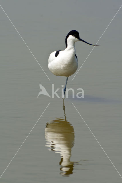 Pied Avocet (Recurvirostra avosetta)