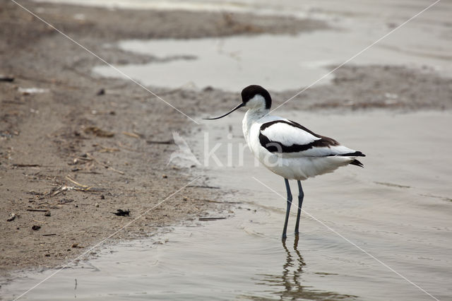 Pied Avocet (Recurvirostra avosetta)