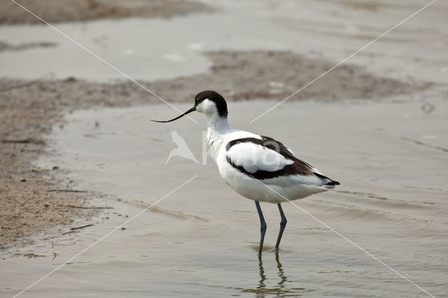 Pied Avocet (Recurvirostra avosetta)