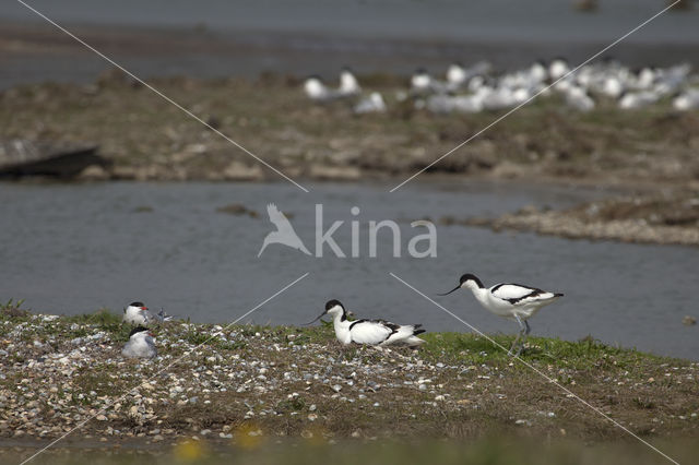 Pied Avocet (Recurvirostra avosetta)