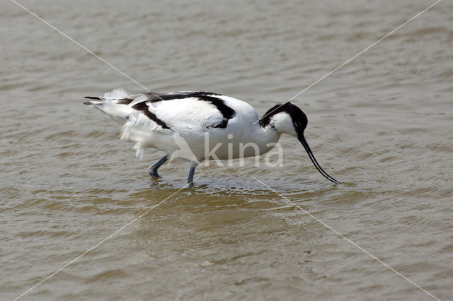 Pied Avocet (Recurvirostra avosetta)