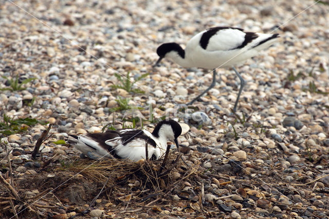 Pied Avocet (Recurvirostra avosetta)