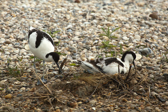 Kluut (Recurvirostra avosetta)