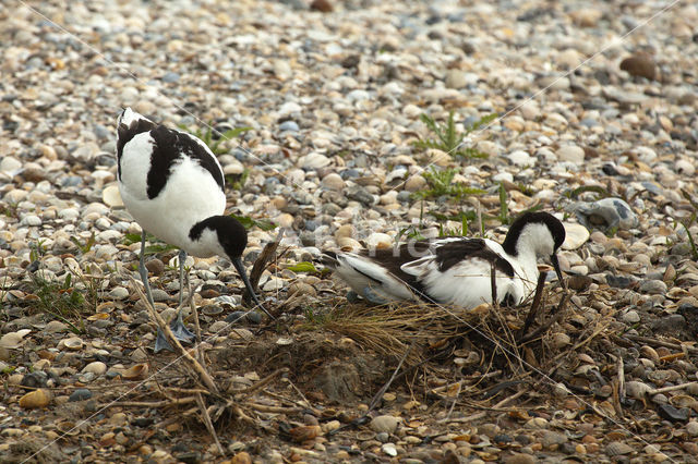 Pied Avocet (Recurvirostra avosetta)