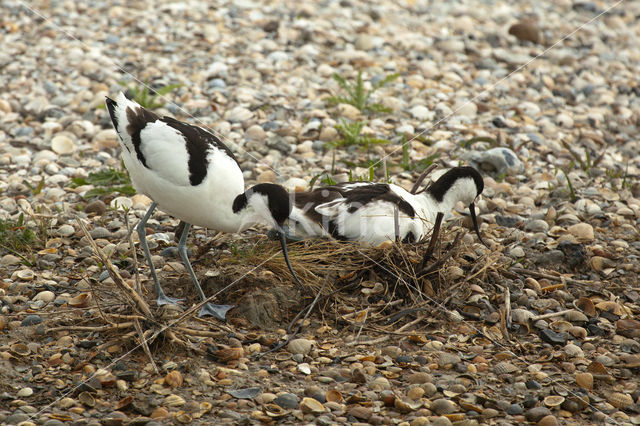 Pied Avocet (Recurvirostra avosetta)