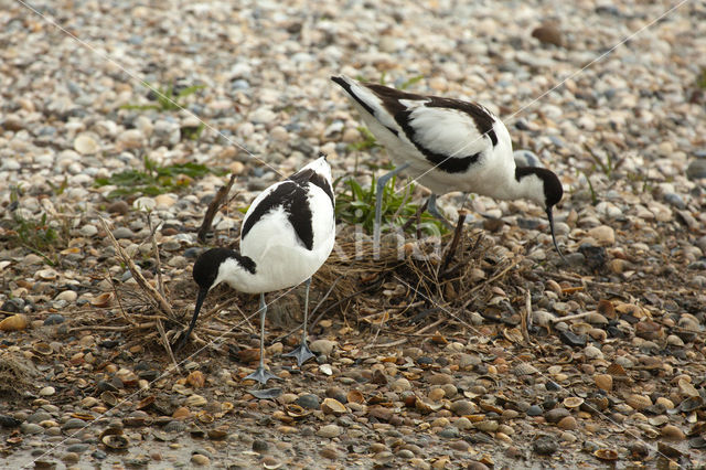 Pied Avocet (Recurvirostra avosetta)