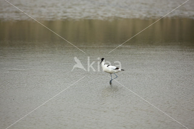 Pied Avocet (Recurvirostra avosetta)