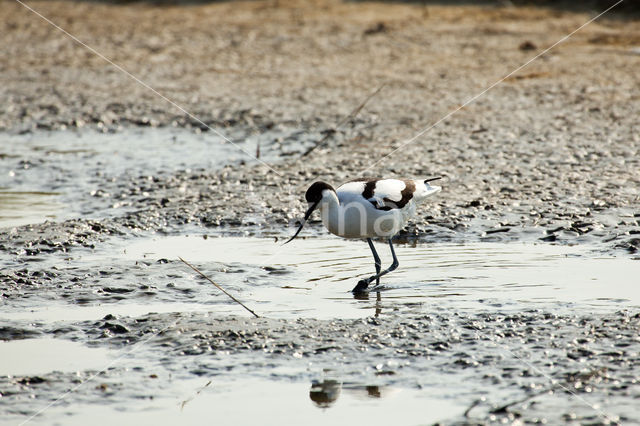 Pied Avocet (Recurvirostra avosetta)