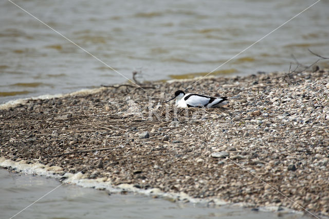 Pied Avocet (Recurvirostra avosetta)