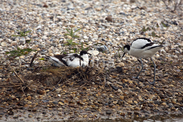 Pied Avocet (Recurvirostra avosetta)