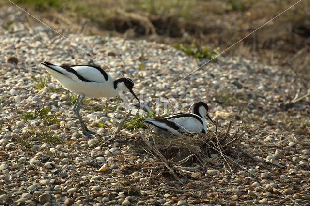 Pied Avocet (Recurvirostra avosetta)