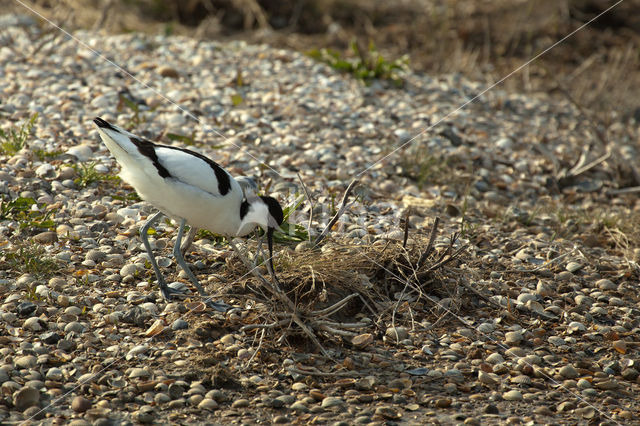 Pied Avocet (Recurvirostra avosetta)