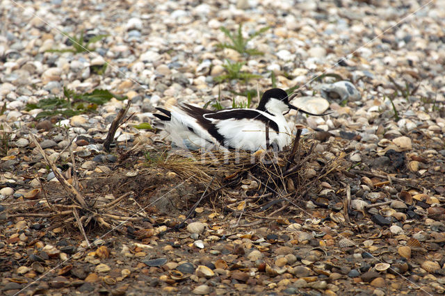 Pied Avocet (Recurvirostra avosetta)