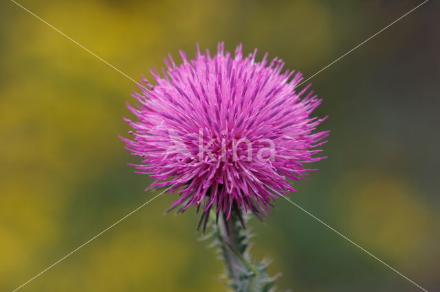 Knikkende distel (Carduus nutans)