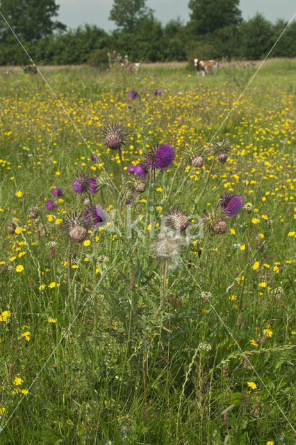 Knikkende distel (Carduus nutans)