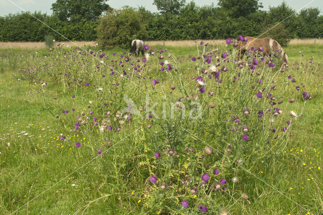 Knikkende distel (Carduus nutans)