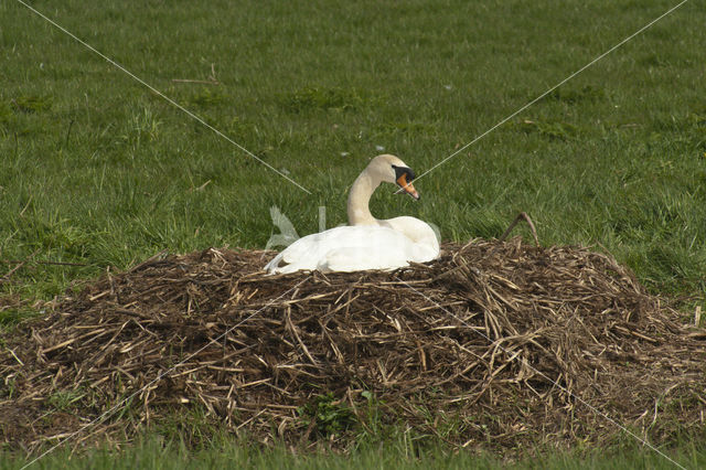 Knobbelzwaan (Cygnus olor)