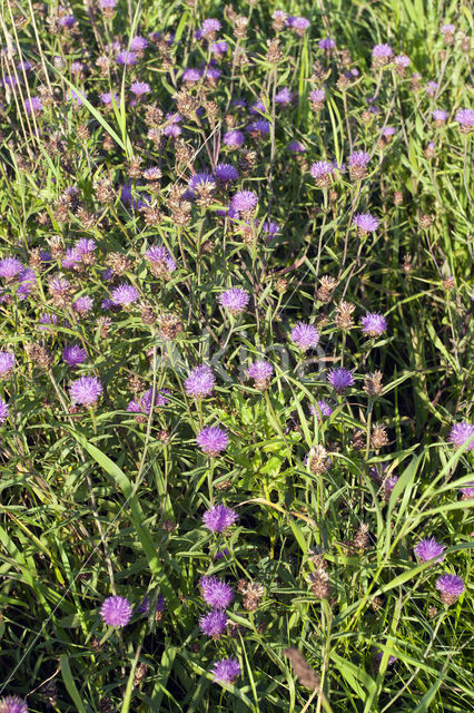 Brown Knapweed (Centaurea jacea)