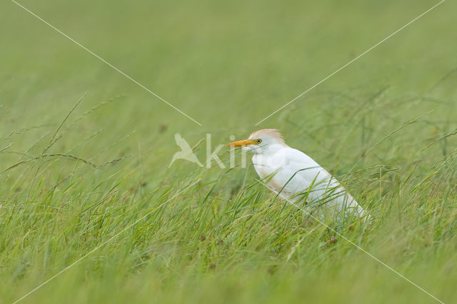 Cattle Egret (Bubulcus ibis)