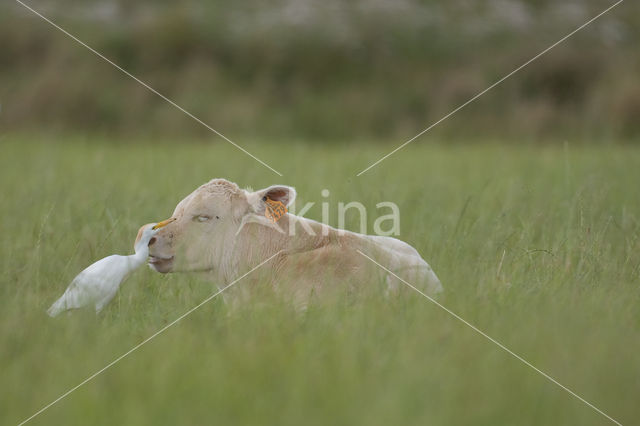 Koereiger (Bubulcus ibis)