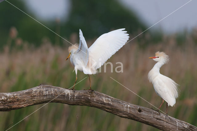 Cattle Egret (Bubulcus ibis)