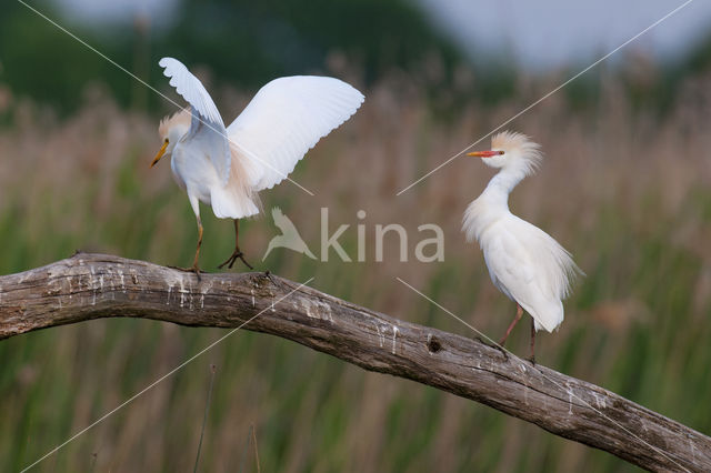 Cattle Egret (Bubulcus ibis)