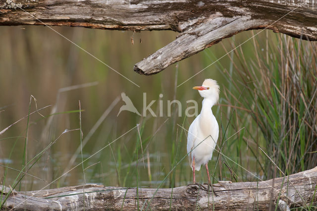 Koereiger (Bubulcus ibis)