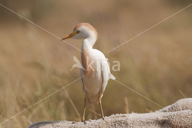 Koereiger (Bubulcus ibis)