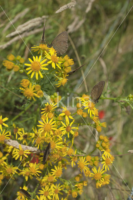 Koevinkje (Aphantopus hyperantus)