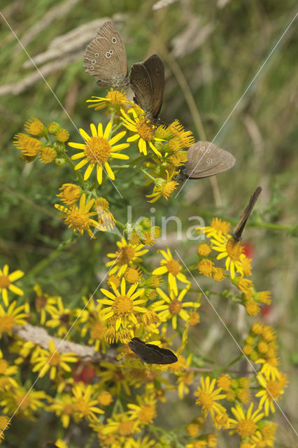 Ringlet (Aphantopus hyperantus)