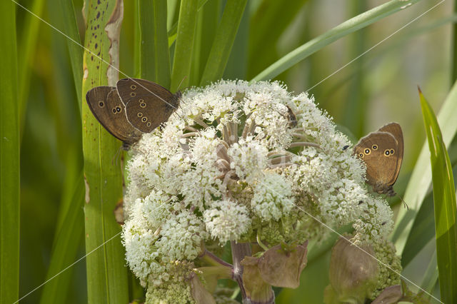 Koevinkje (Aphantopus hyperantus)