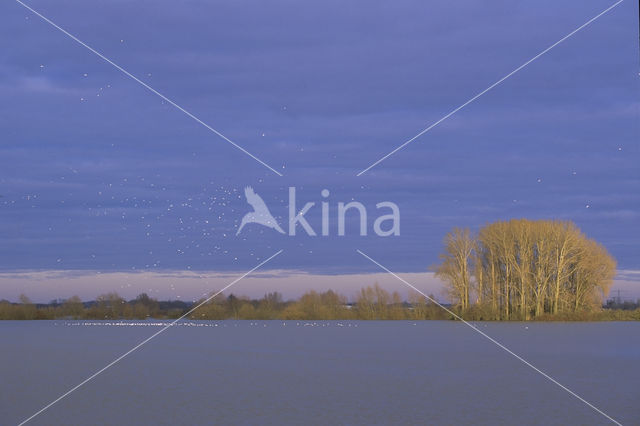 Black-headed Gull (Larus ridibundus)