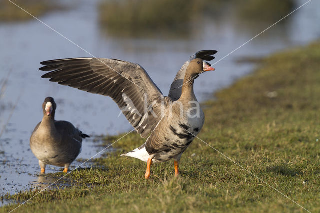 White-fronted goose (Anser albifrons)