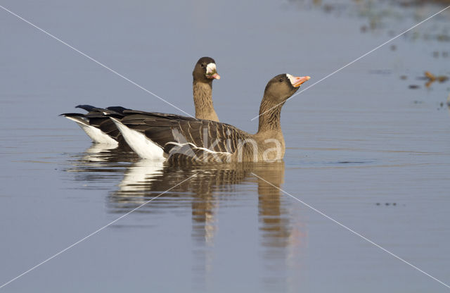 White-fronted goose (Anser albifrons)