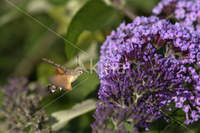 Kolibrievlinder (Macroglossum stellatarum)