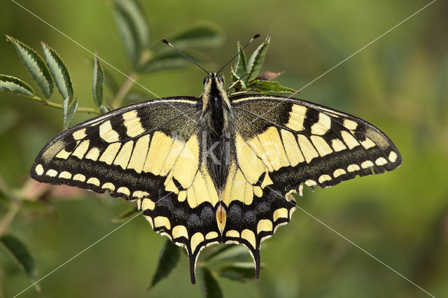 Scarce Swallowtail (Iphiclides podalirius)