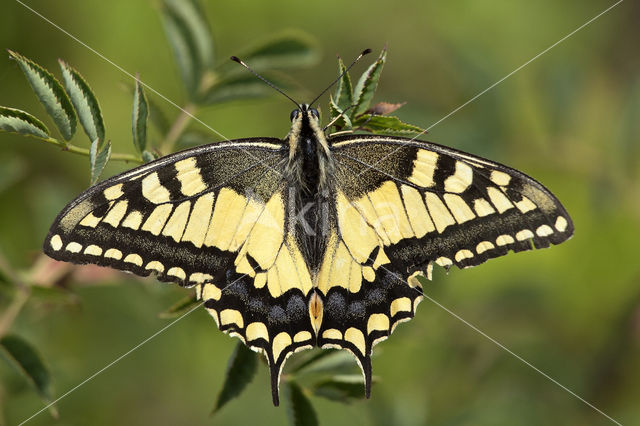 Koningspage (Iphiclides podalirius)