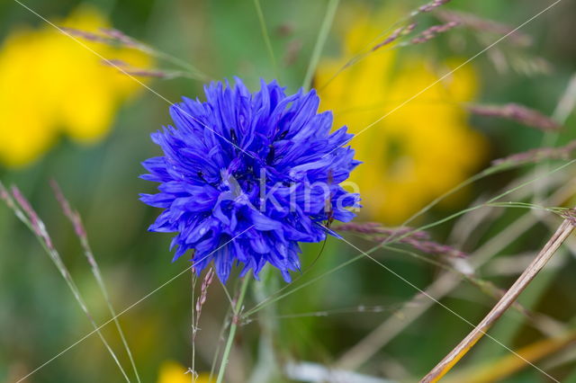 Cornflower (Centaurea cyanus)