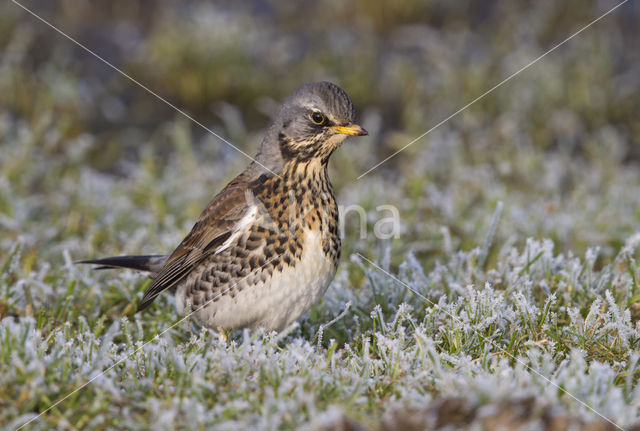 Fieldfare (Turdus pilaris)