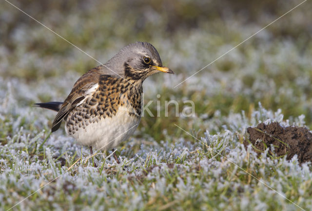 Fieldfare (Turdus pilaris)