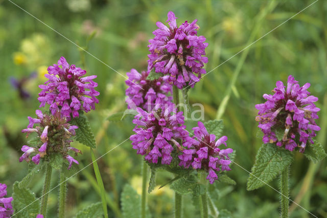 Kranskartelblad (Pedicularis verticillata)