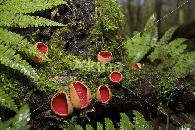 Krulhaarkelkzwam (Sarcoscypha austriaca)