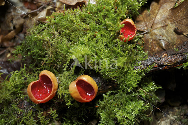 Krulhaarkelkzwam (Sarcoscypha austriaca)