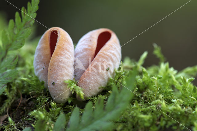 Krulhaarkelkzwam (Sarcoscypha austriaca)