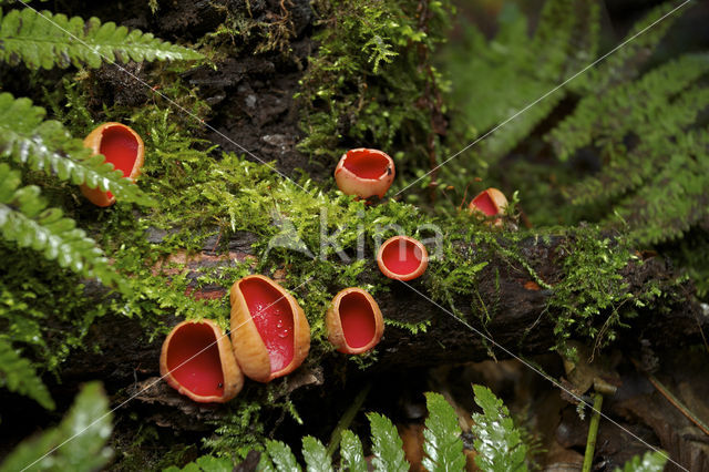 Krulhaarkelkzwam (Sarcoscypha austriaca)