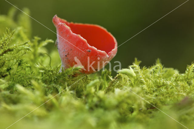 Krulhaarkelkzwam (Sarcoscypha austriaca)