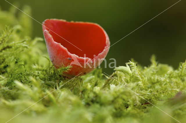 Krulhaarkelkzwam (Sarcoscypha austriaca)