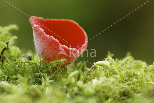 Krulhaarkelkzwam (Sarcoscypha austriaca)