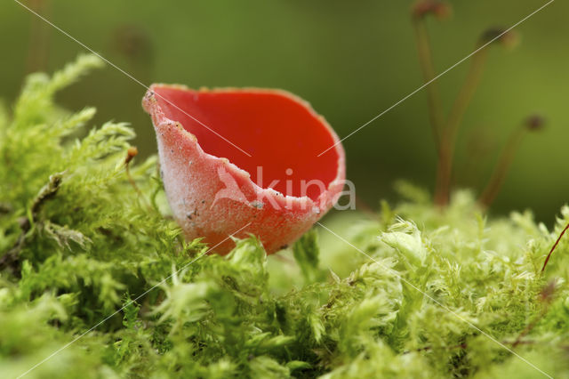 Krulhaarkelkzwam (Sarcoscypha austriaca)