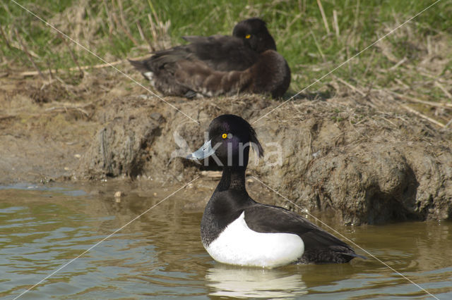 Tufted Duck (Aythya fuligula)